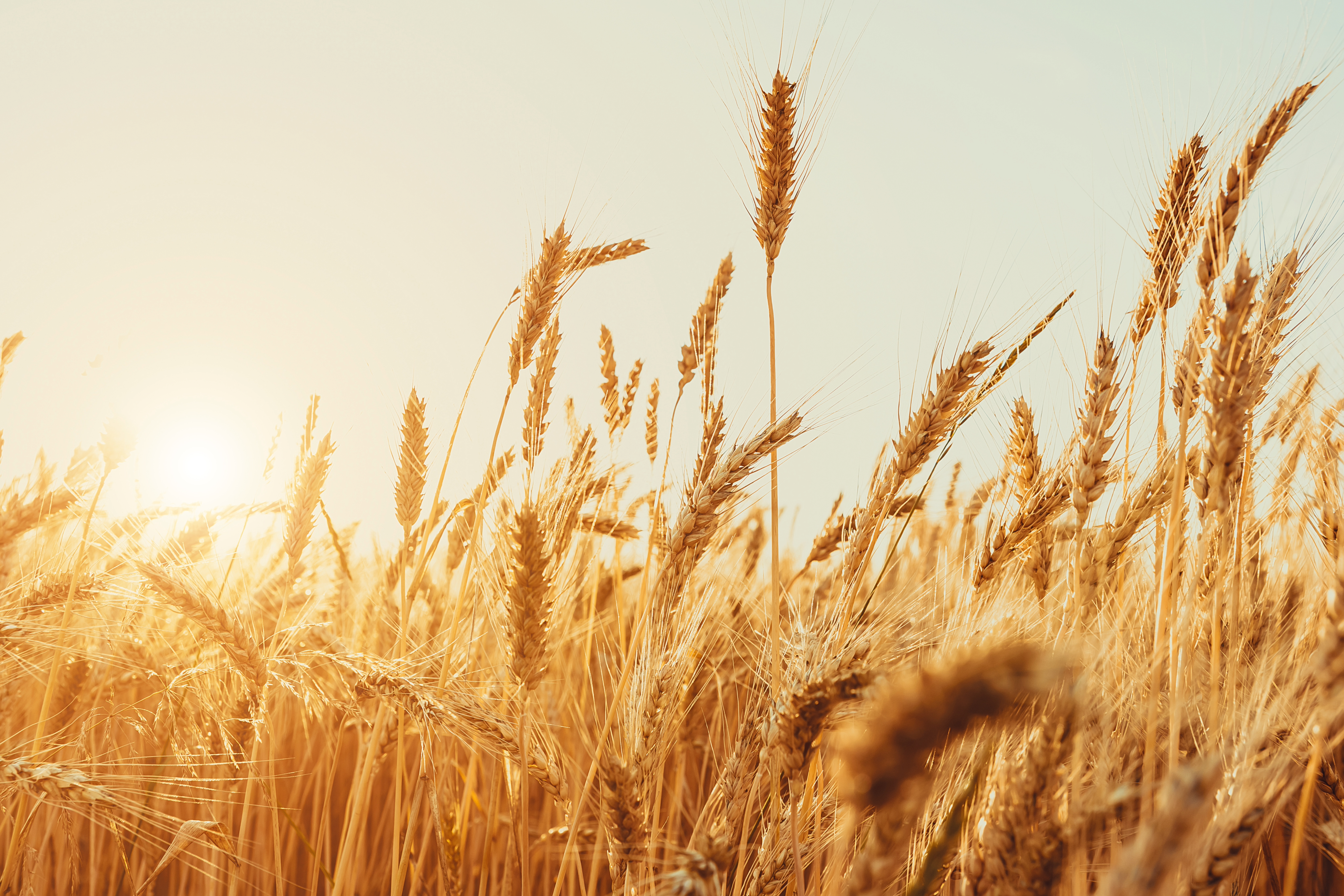 Wheat field